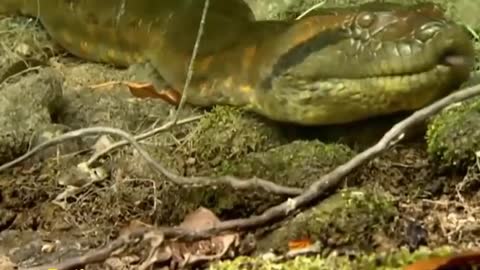 Anaconda, World's longest snake found in Amazon