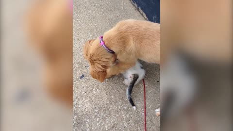 Tiny Kitten Hangs On To Puppy's Leg For Dear Life
