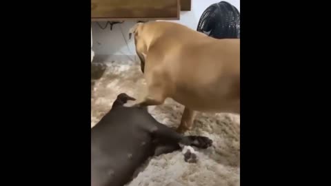 Pitbull and American dog make you laugh