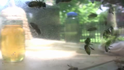 Close up of Bees on Glass