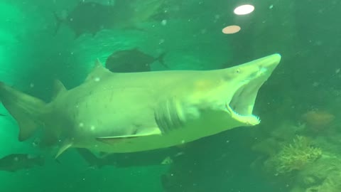 Big Shark Kneads His Jaw Before Lunch