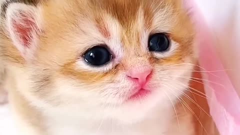 Cute Cat 🐈😺 Best Moments