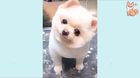 😍 Puppies compilation cute, funny and smart cute