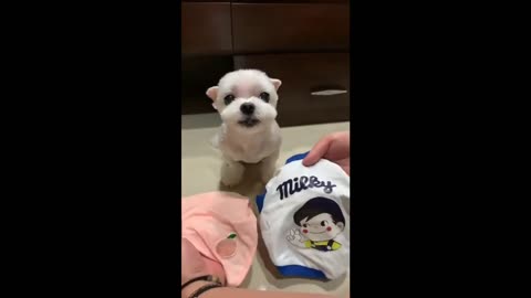 Super Funny Dog Videos