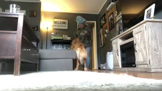 Dog in Training Takes the Treat