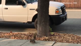 Cat chasing squirrel around tree