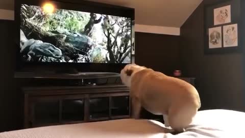 An adorable dog watching king kong 2005