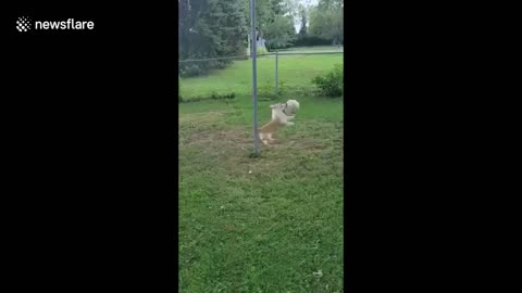 Playful corgi dog has fun playing tetherball in Ohio backyard