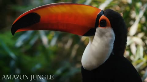 Exclusive: Stunning Toucan in Amazon Jungle 🌿 | Rare Footage 🐦