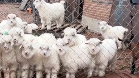 Funny Cute Lamb and Baby Video😍