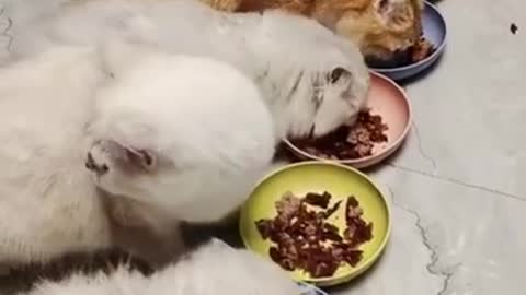 Cute Cats Short Videos