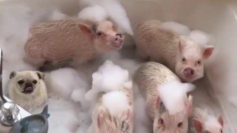 Give the piglets a bath, they will be really happy