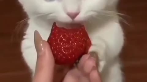 Cat eating 😍