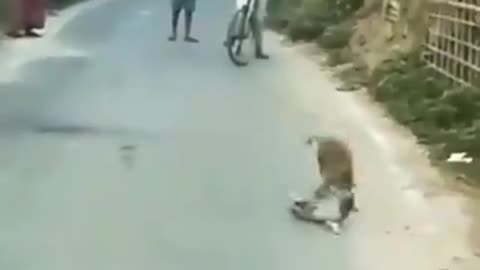 Monkey vs dog