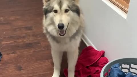 Stubborn Wolfdog Protests While Obeying Orders