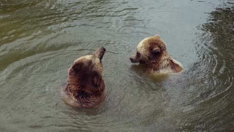 2 adorable bears swim in the lake