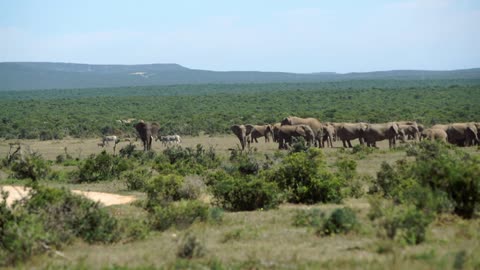 Big herd of elephants in Addo Elephant National Park South Africa