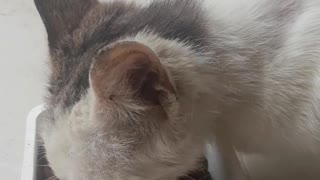 Stray kitten talks back to her feeder