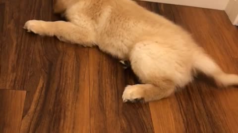 Golden Retriever puppy attacks noisy door stop