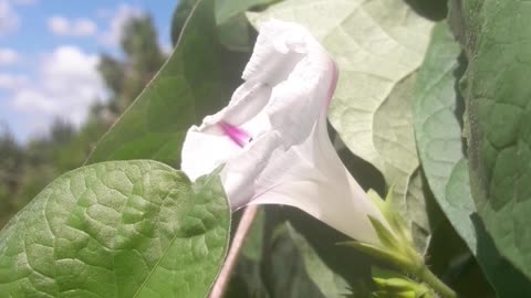 Morning Glory and Sky