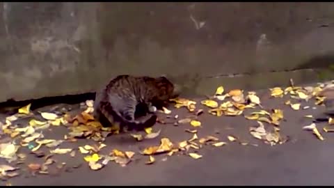 Cat tries to hunt a giant rat