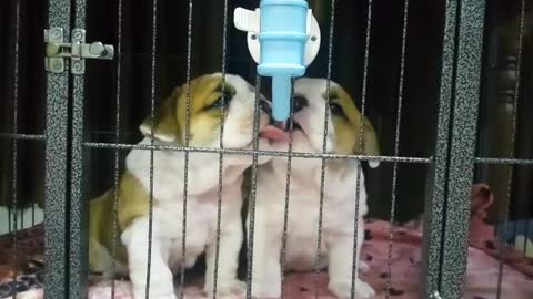 English Bulldog puppies preciously share drink of water