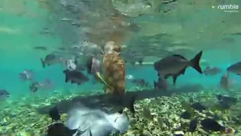 Endangered sea turtle gets a little help from fishermen in Belize