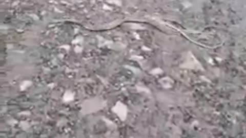 Unbelievable horrifying snakes