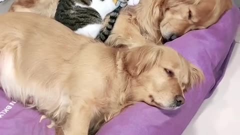 You wont Believe this Cat always wants to cuddle with the Dogs