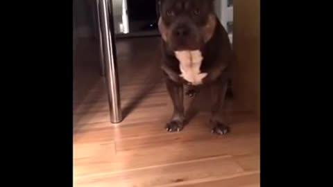 Funny pitbull talking video