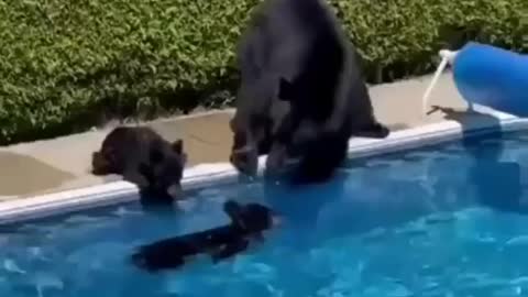 The mother bear