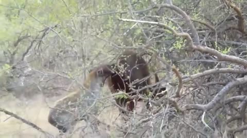 hyenas attacking buffalo among the trees