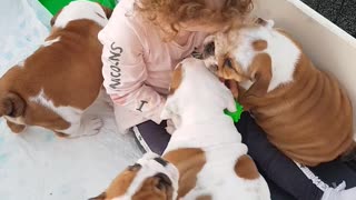 Little girl preciously plays with litter of bulldog puppies