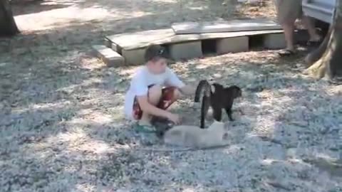 Cat vs Gator - Pet Cat Saves Boy from Two Vicious GATORS- (original)