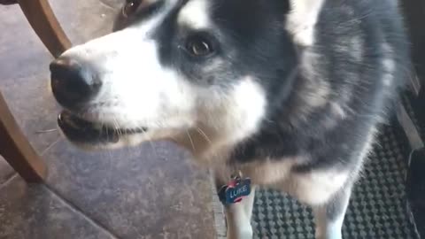 Luke the talking husky says "I love you"