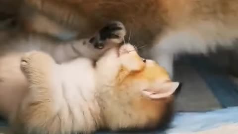 Cute cat lov with mom