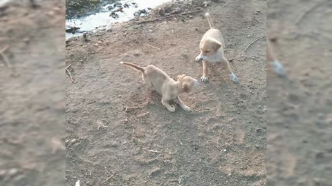 Two cute dog puppys are playing and enjoying to someone