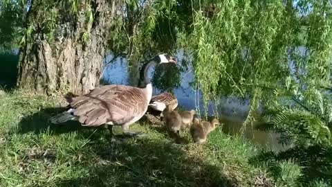 wild geese with nestlings