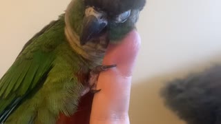 Adorable Green Cheek Conure Gives Himself Head Scratches