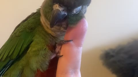 Adorable Green Cheek Conure Gives Himself Head Scratches