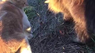 Cats playing with one another in lawn