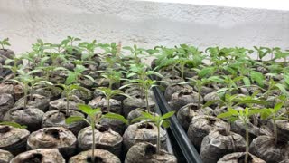 January Tomato Update at the Sunfinch Farm