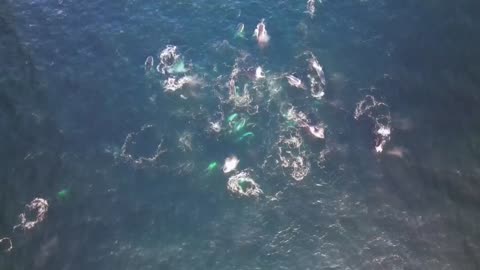 Vídeo muestra por primera vez ballenas cazando mediante burbujas en Australia