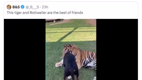 THIS TIGER AND THE ROTTWEILER ARE BEST FRIENDS