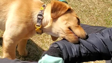 Cute little pup wants to be a police dog