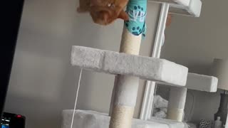 Clumsy Cat Falls Off Her Cat Tree