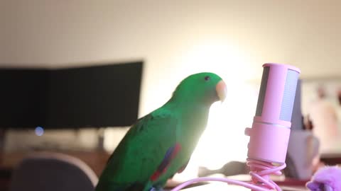 Bird whisper into microphone for 5 minutes