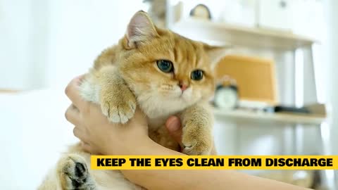 SICK CAT? REMEDY TO CURE YOUR SNEEZING CAT