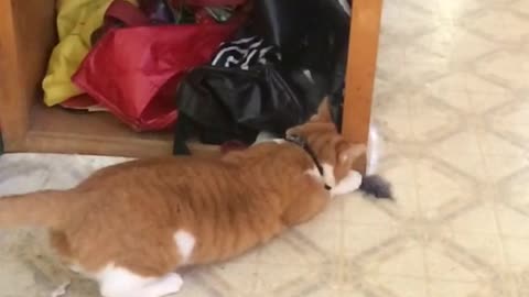 Cat falls on back after failed catch