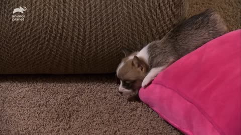 Corgi Pups Explore The World On Their Tiny Legs | Too Cute!